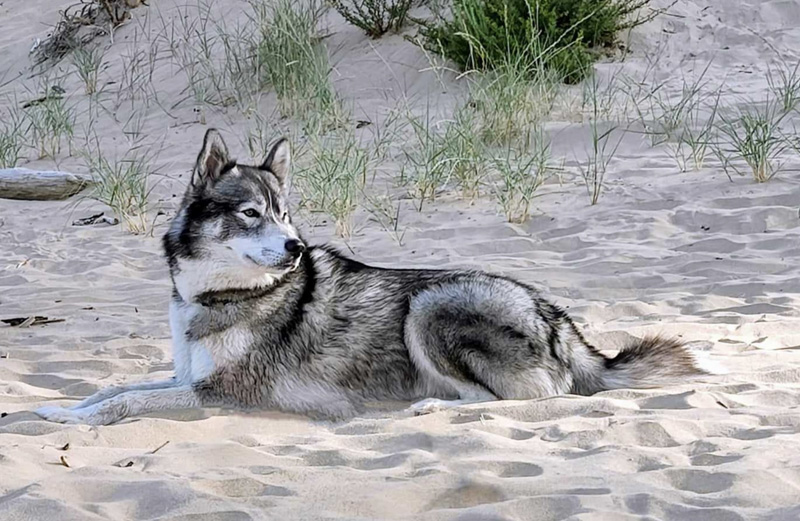 Quina�, compagnon de M�lissa , est un de mes gentil patient