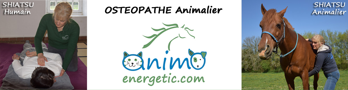 Osteopathe animalier shiatsu humain shiatsu �quin shiatsu animalier