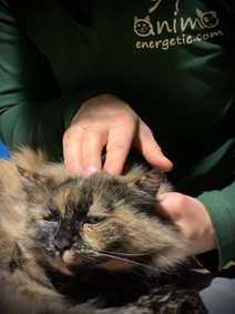 ost&eacute;opathe animalier en charente pour chat