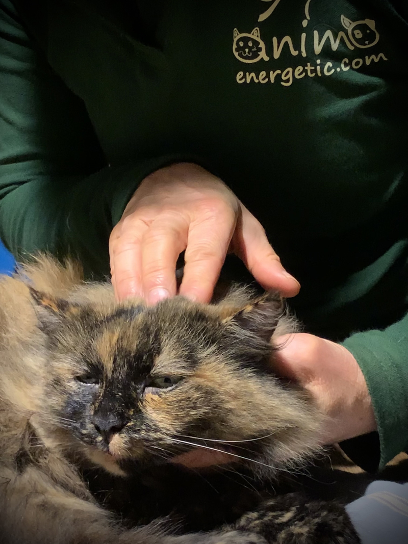 Ost�opathe pour chat en charente